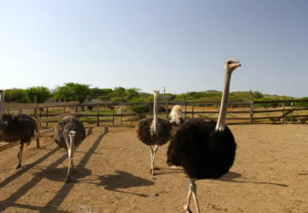 Ostrich Farm