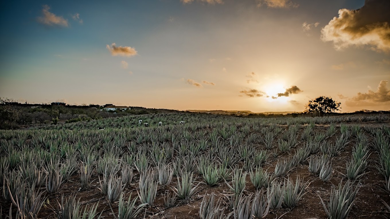 The Aloe Vera Farm Curaçao
